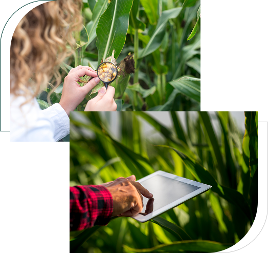 People inspecting corn crops and using a tablet in a field